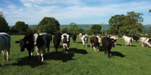 Cows in a field